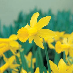 Daffodils classification, Daffodils types, Daffodils Groups, Narcissus classification, Narcissus types, Narcissus Groups, Narcissus Divisions, Daffodils Divisions